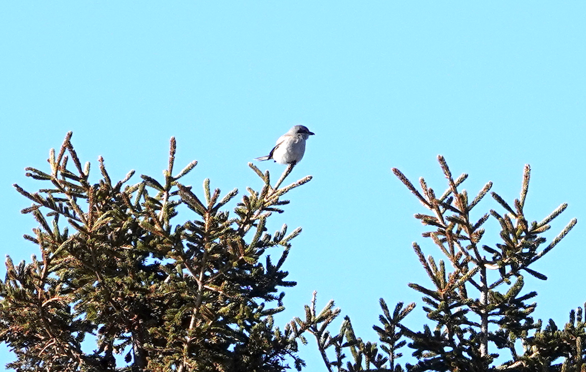 Northern Shrike - ML146229101