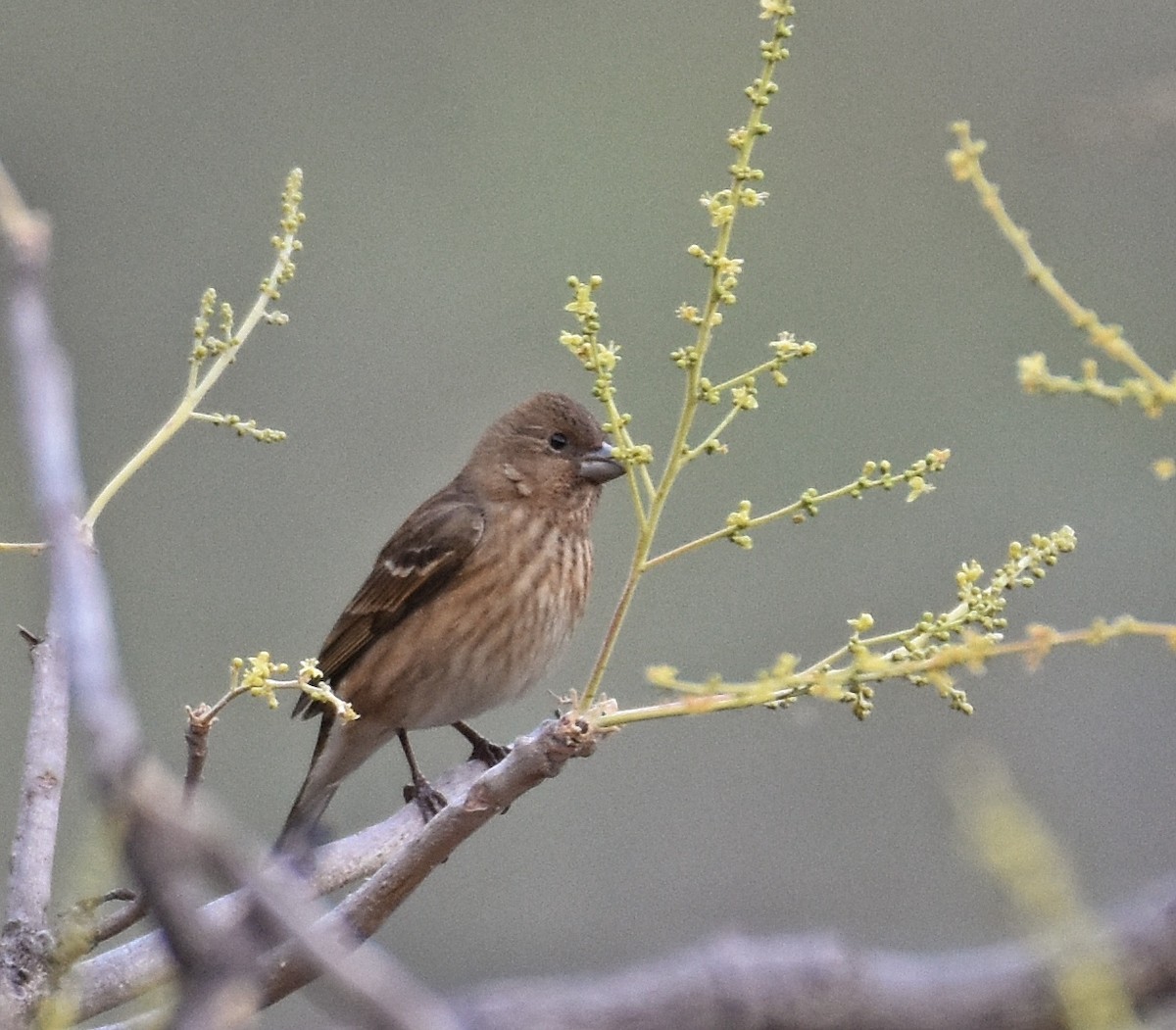 Common Rosefinch - ML146229111