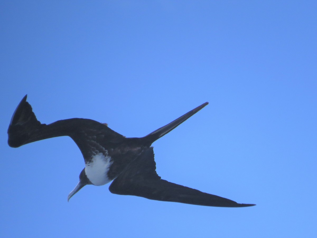 Magnificent Frigatebird - ML146229681