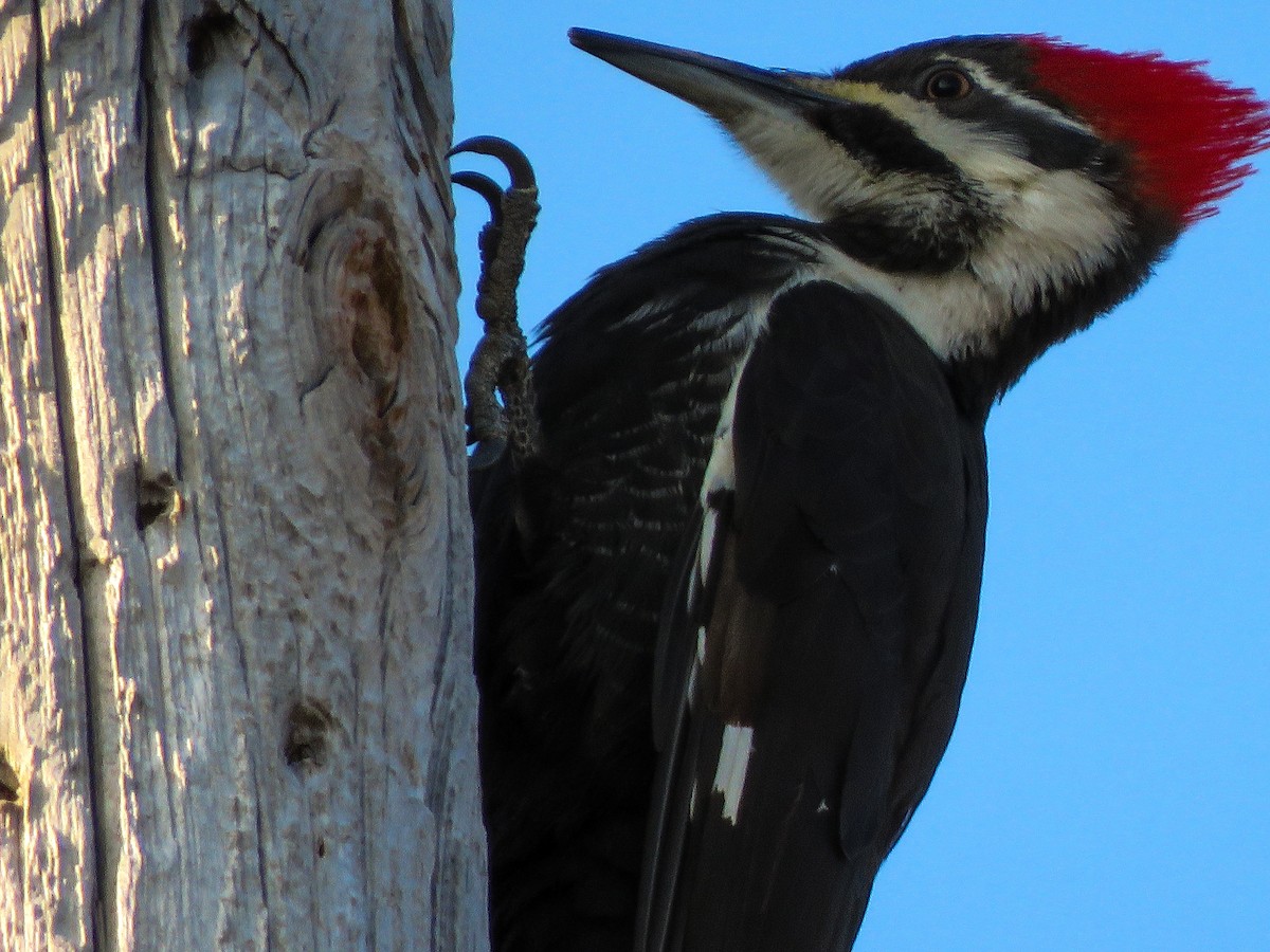 Pileated Woodpecker - ML146230941