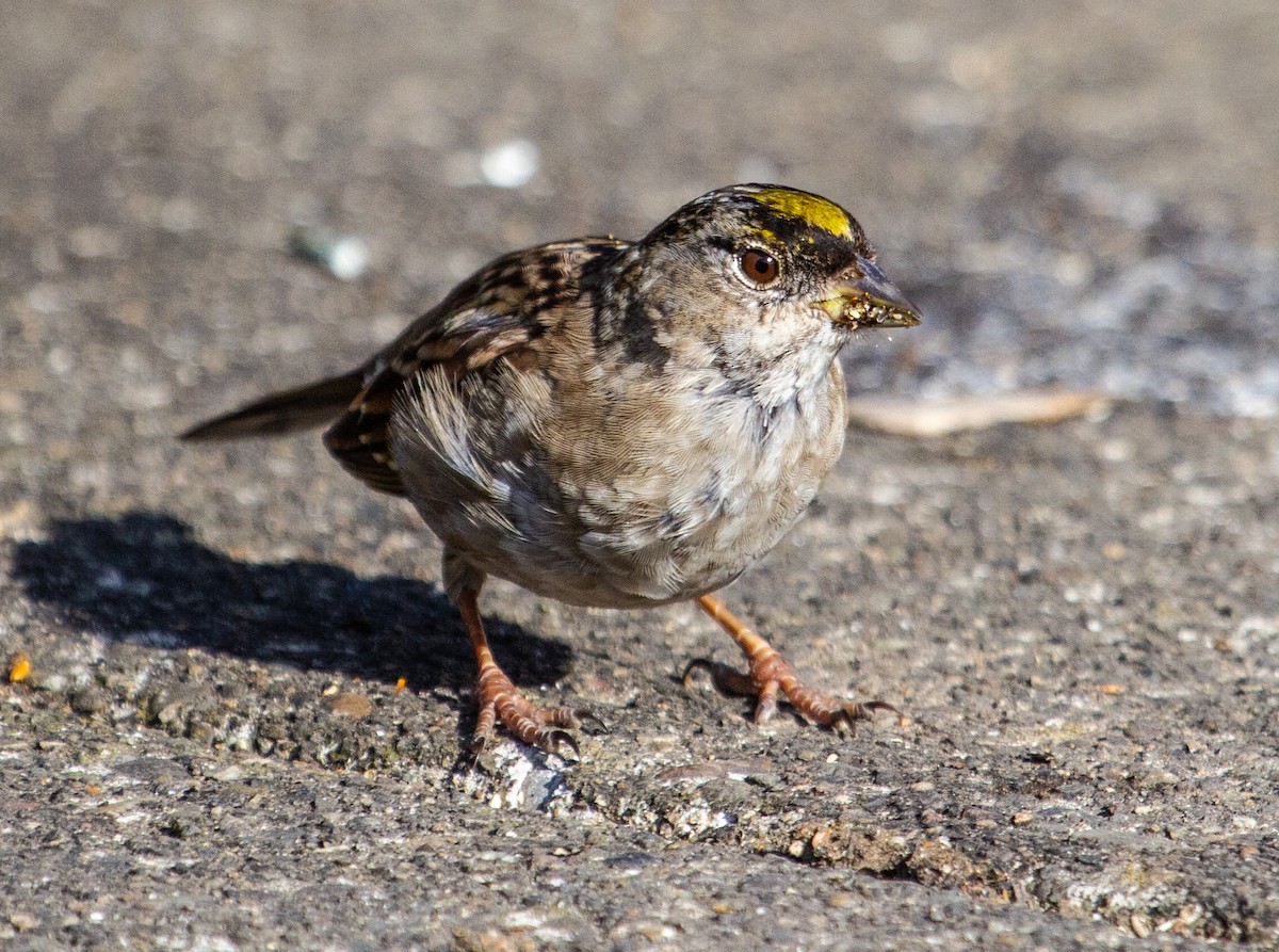 Golden-crowned Sparrow - ML146230961