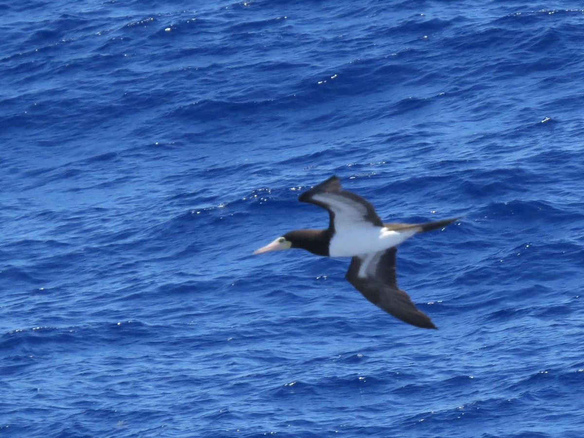 Brown Booby - Audrey Whitlock