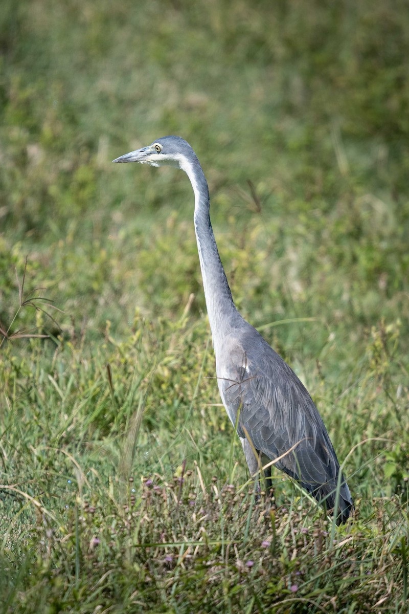 Black-headed Heron - Deb Ford