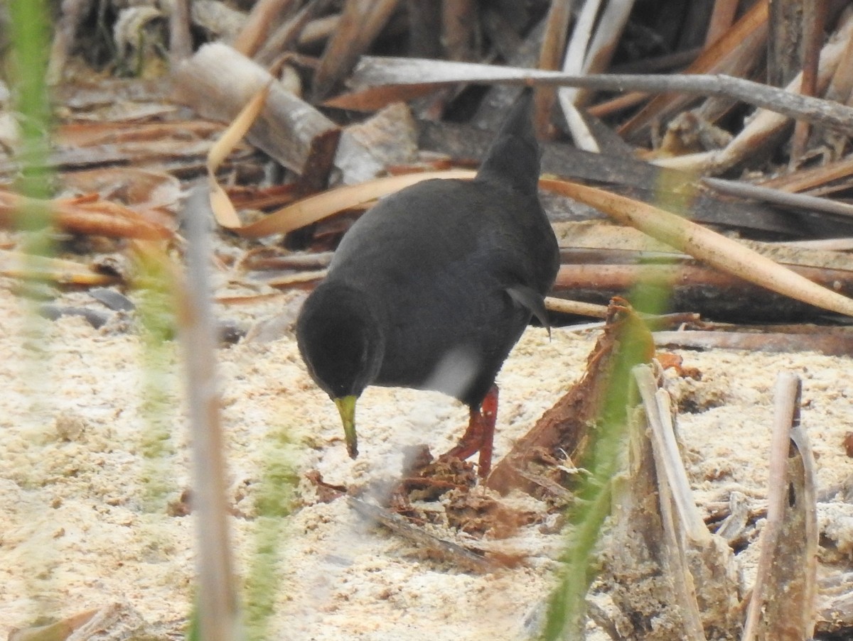 Polluela Negra Africana - ML146233701