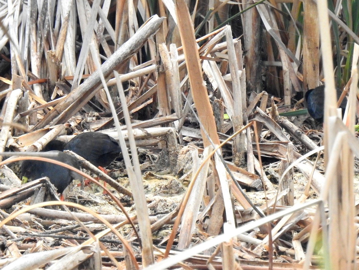 Black Crake - ML146233721