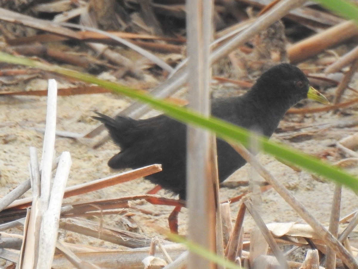 Polluela Negra Africana - ML146233731