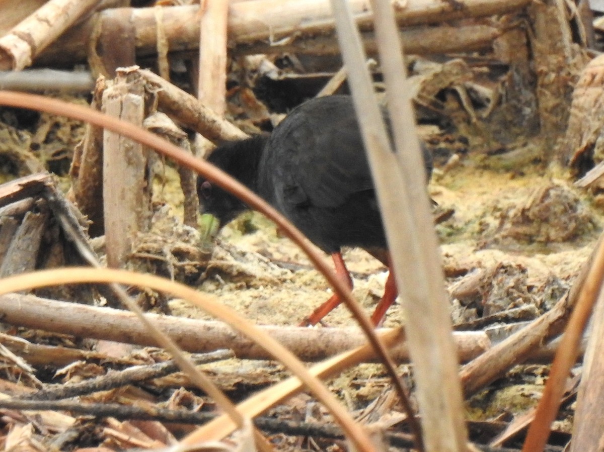 Black Crake - ML146233741