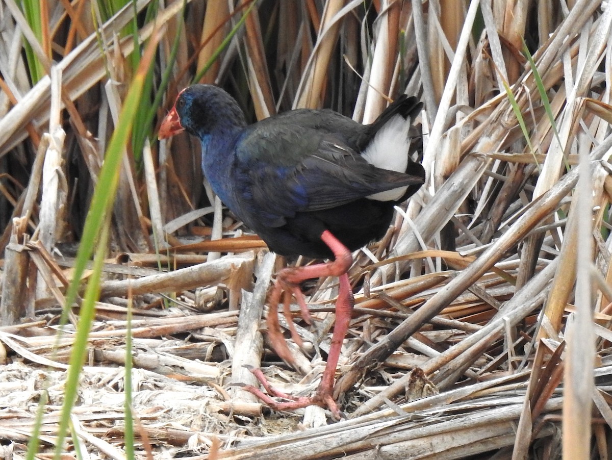 African Swamphen - bob butler