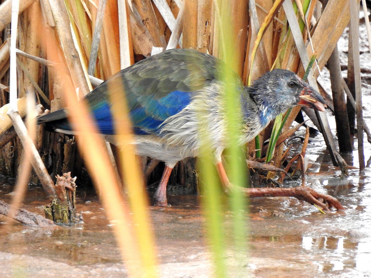 African Swamphen - bob butler