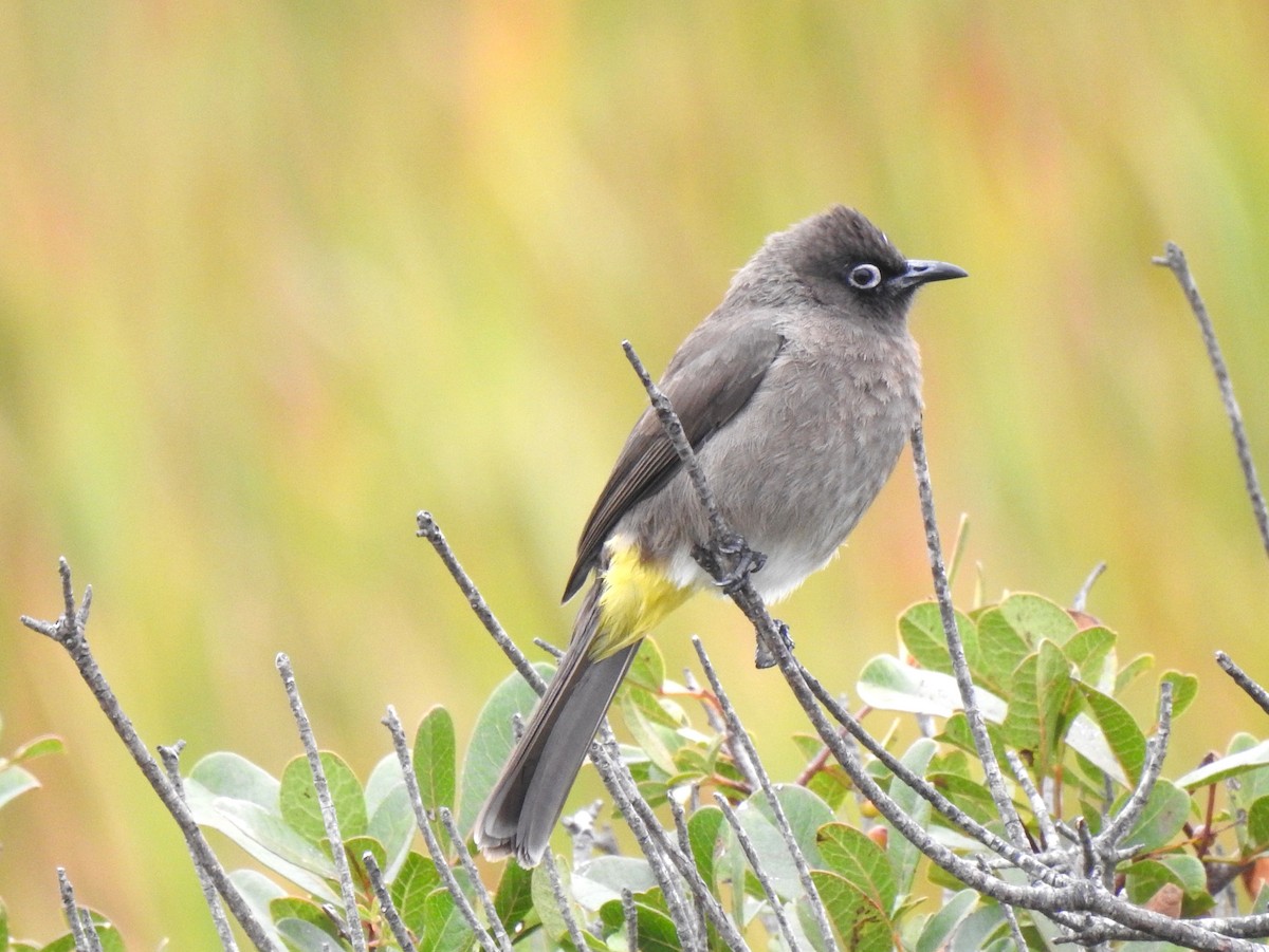 Cape Bulbul - ML146234321