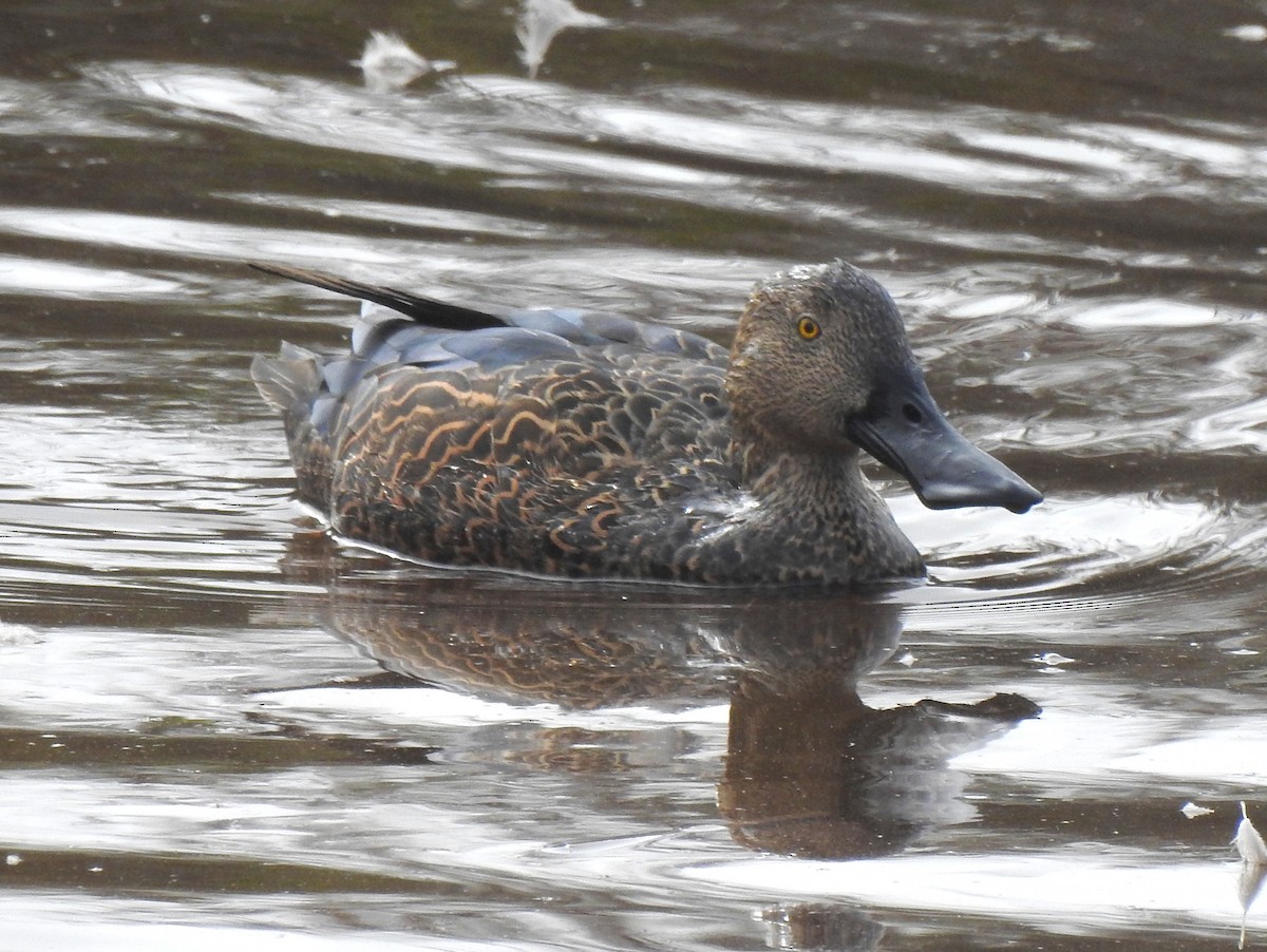 Cape Shoveler - ML146234461