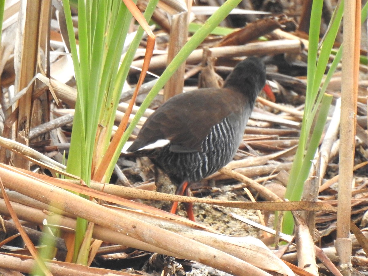 African Rail - ML146234771