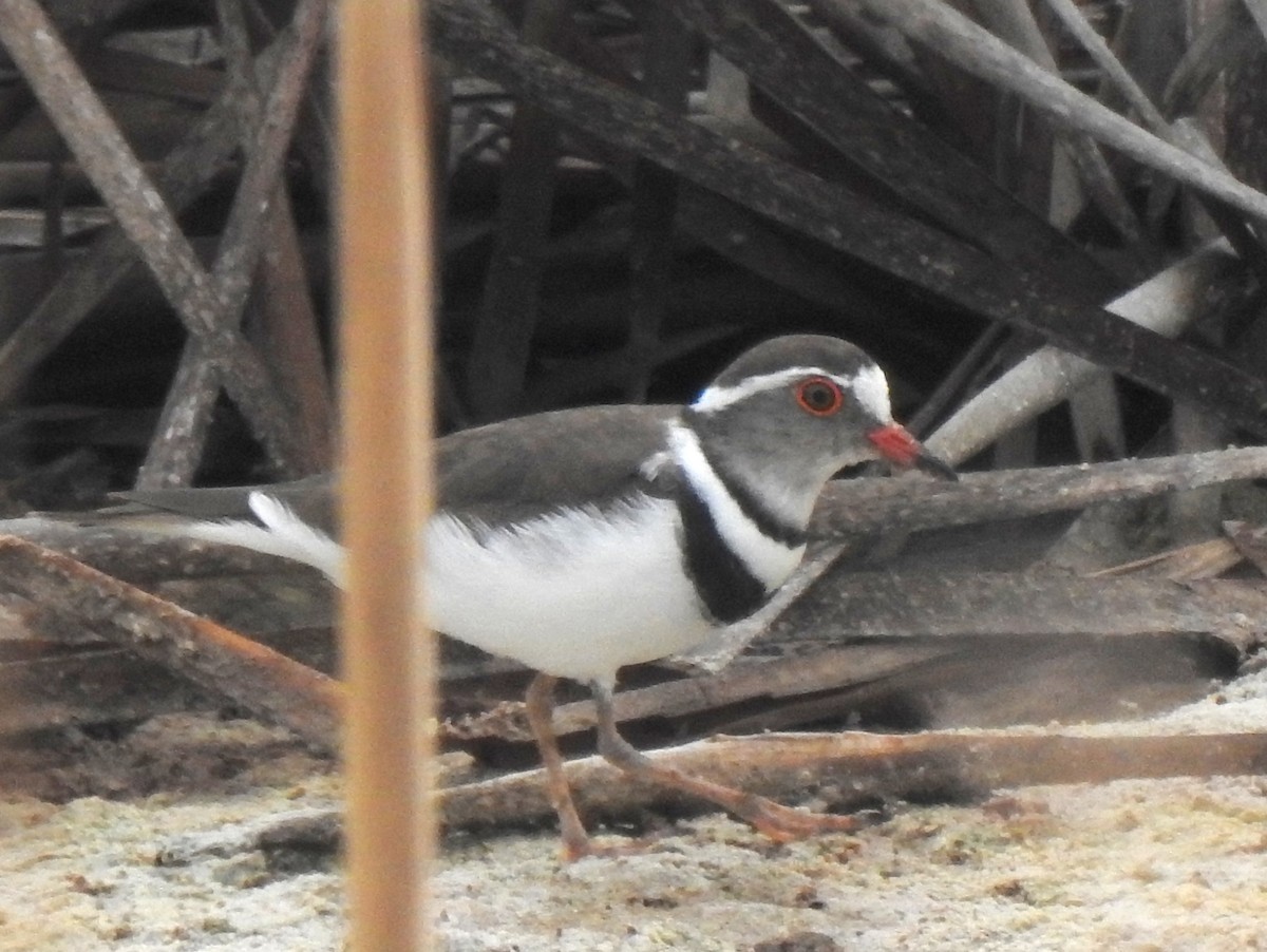 Three-banded Plover (African) - ML146234871