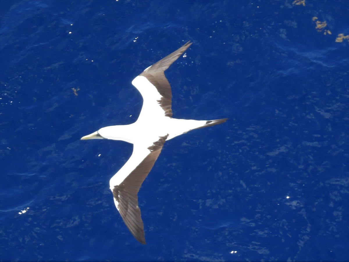 Masked Booby - ML146235181