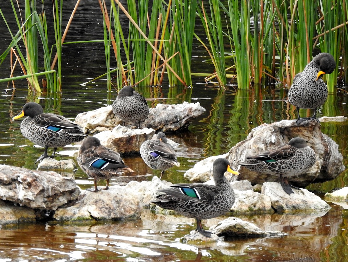 Yellow-billed Duck - ML146235221