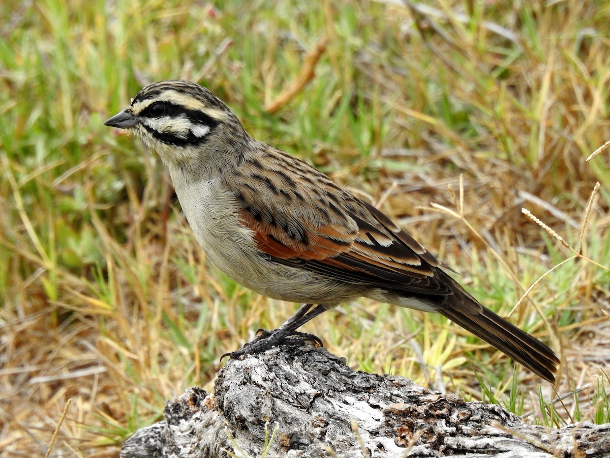 Cape Bunting - ML146235651