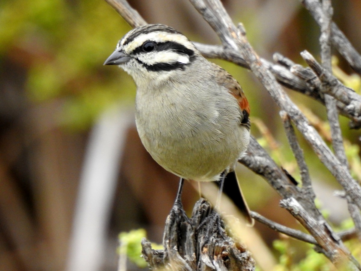 Cape Bunting - ML146235671