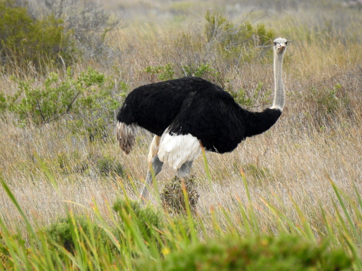 Common Ostrich - ML146235841