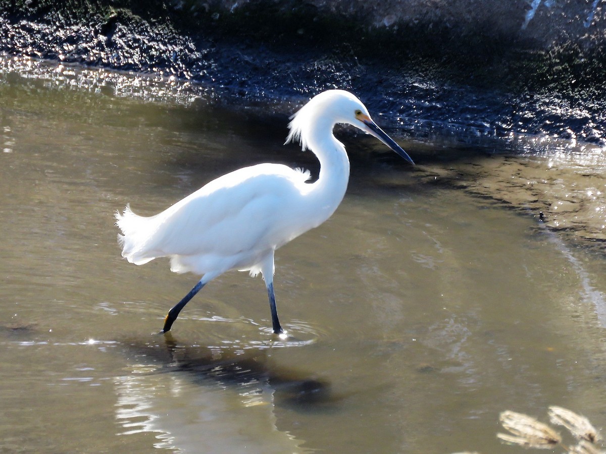 Snowy Egret - Gord Dubois