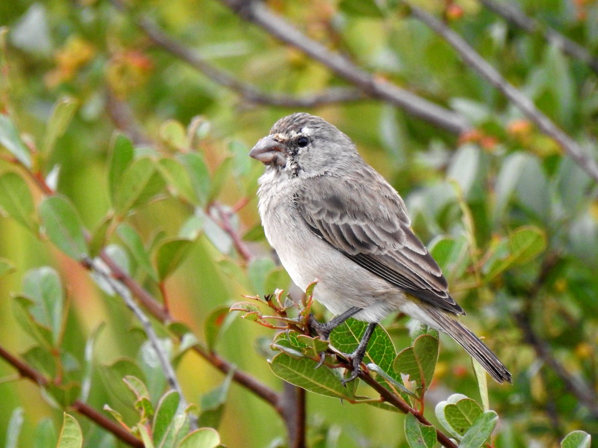 White-throated Canary - ML146236811