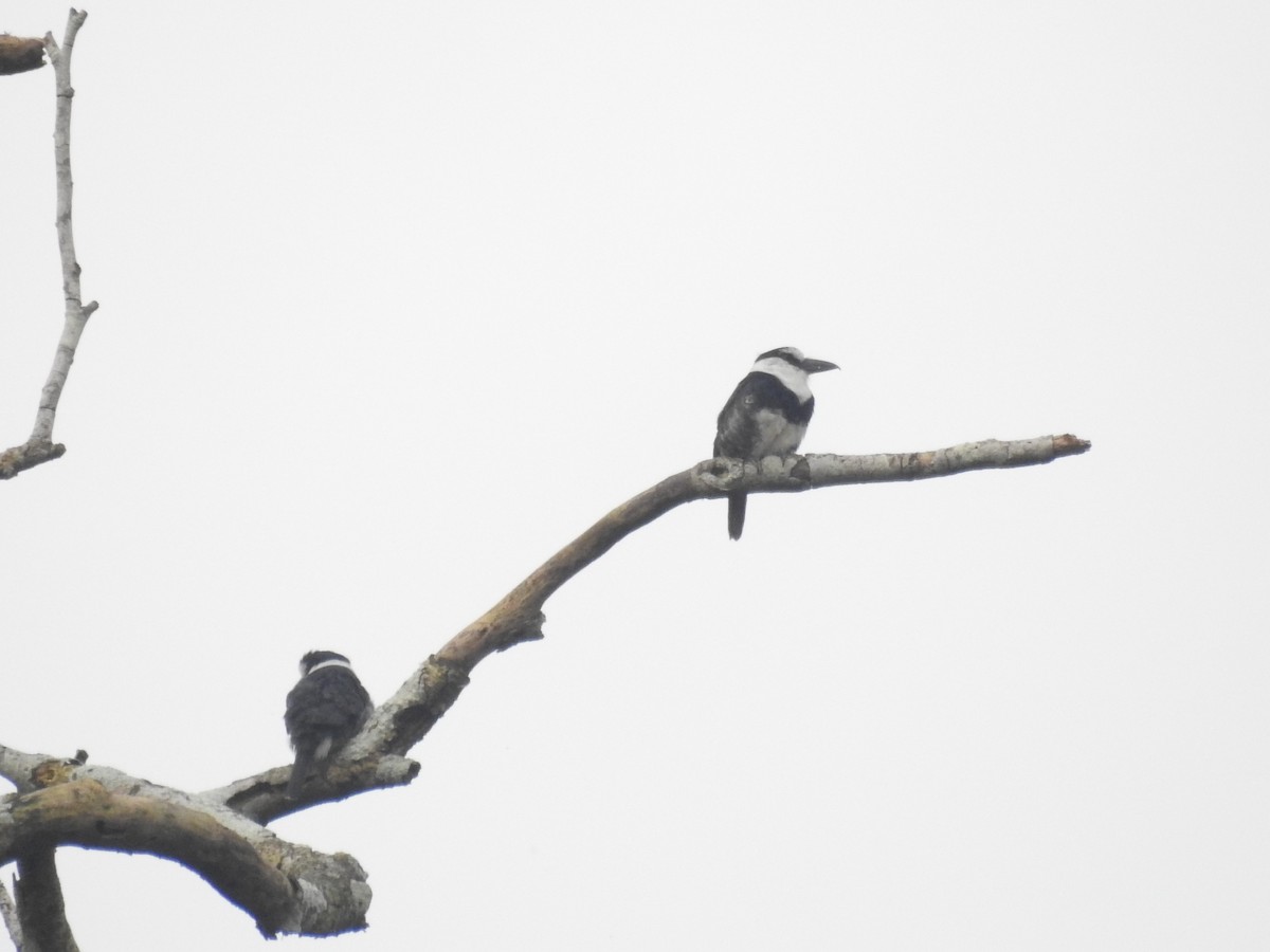 White-necked Puffbird - ML146236831