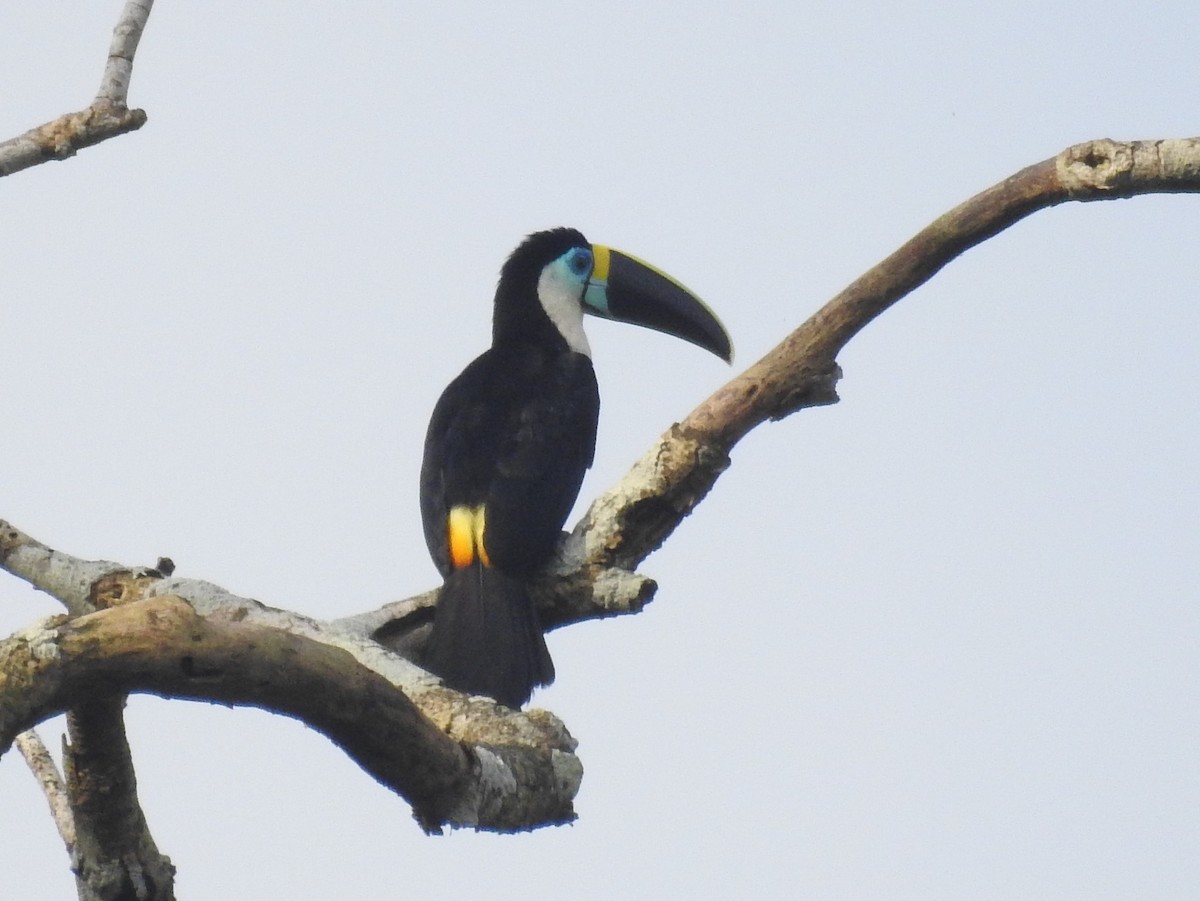 White-throated Toucan - ML146236851