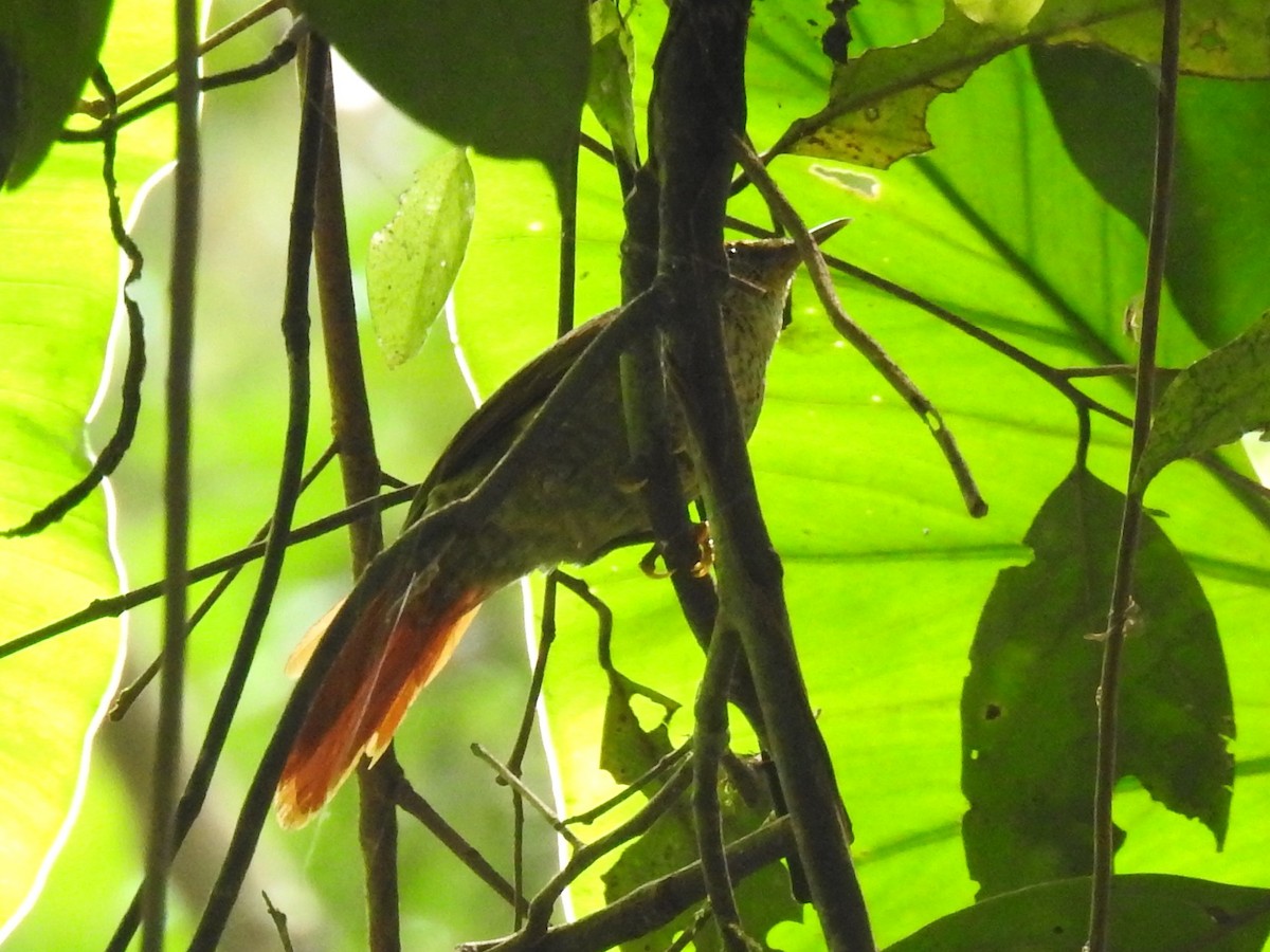 Speckled Spinetail - ML146237131