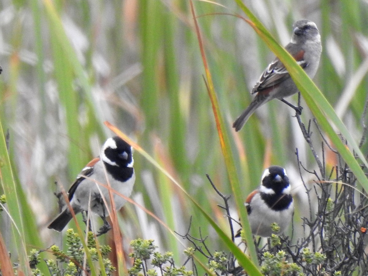 Cape Sparrow - ML146237531