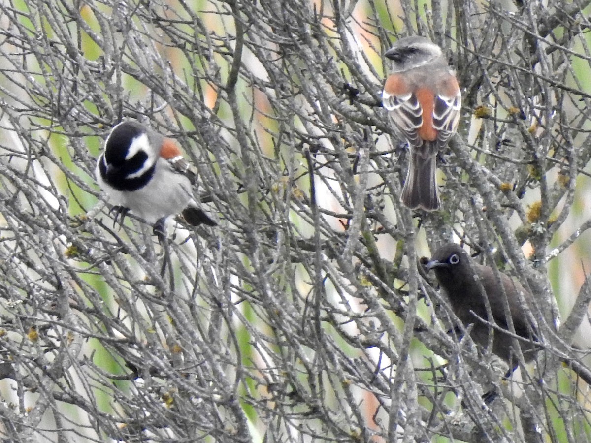 Cape Sparrow - ML146237551