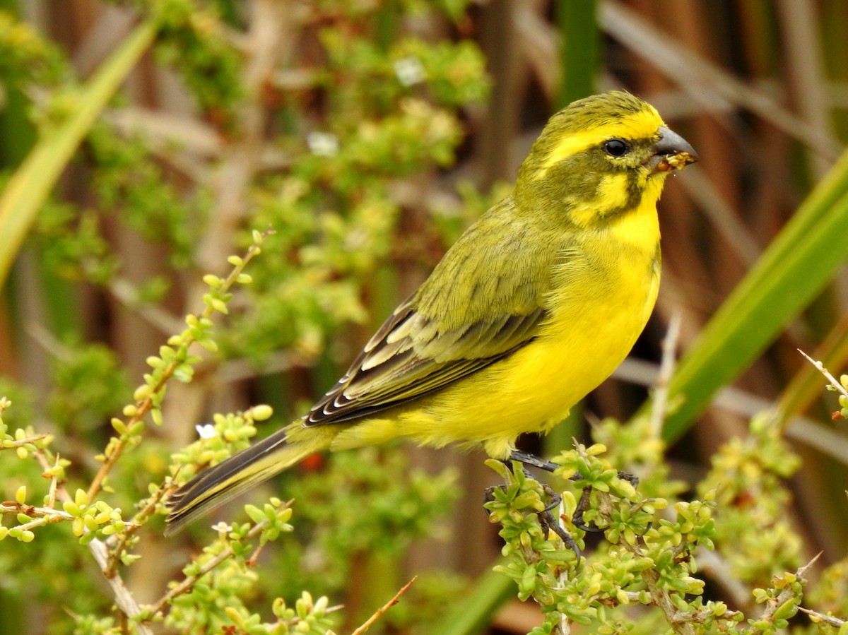 Serin de Sainte-Hélène - ML146237731