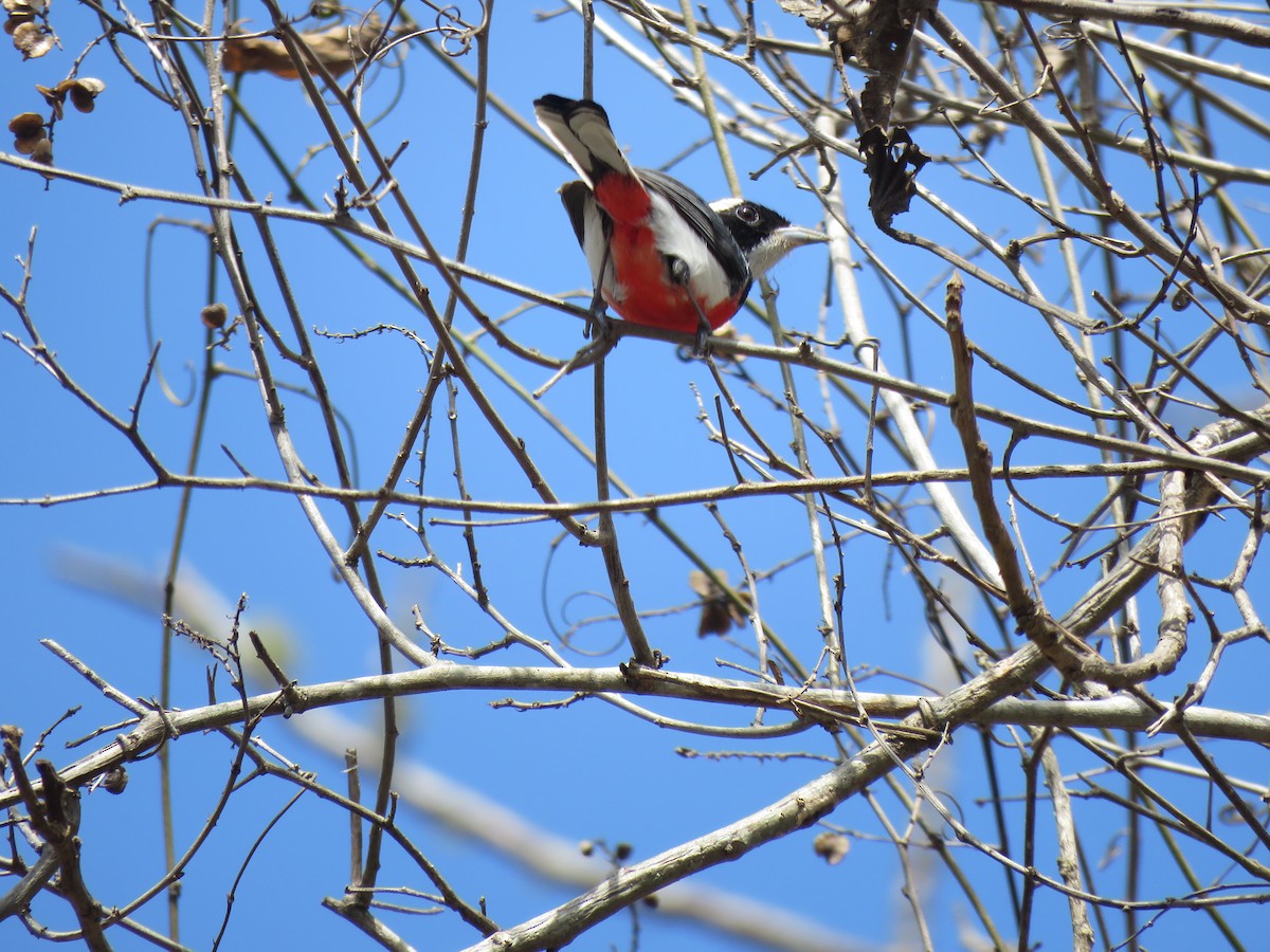 Red-breasted Chat - ML146239251