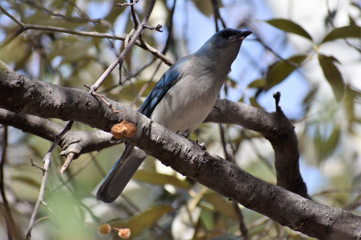 Mexican Jay (Arizona) - ML146240221