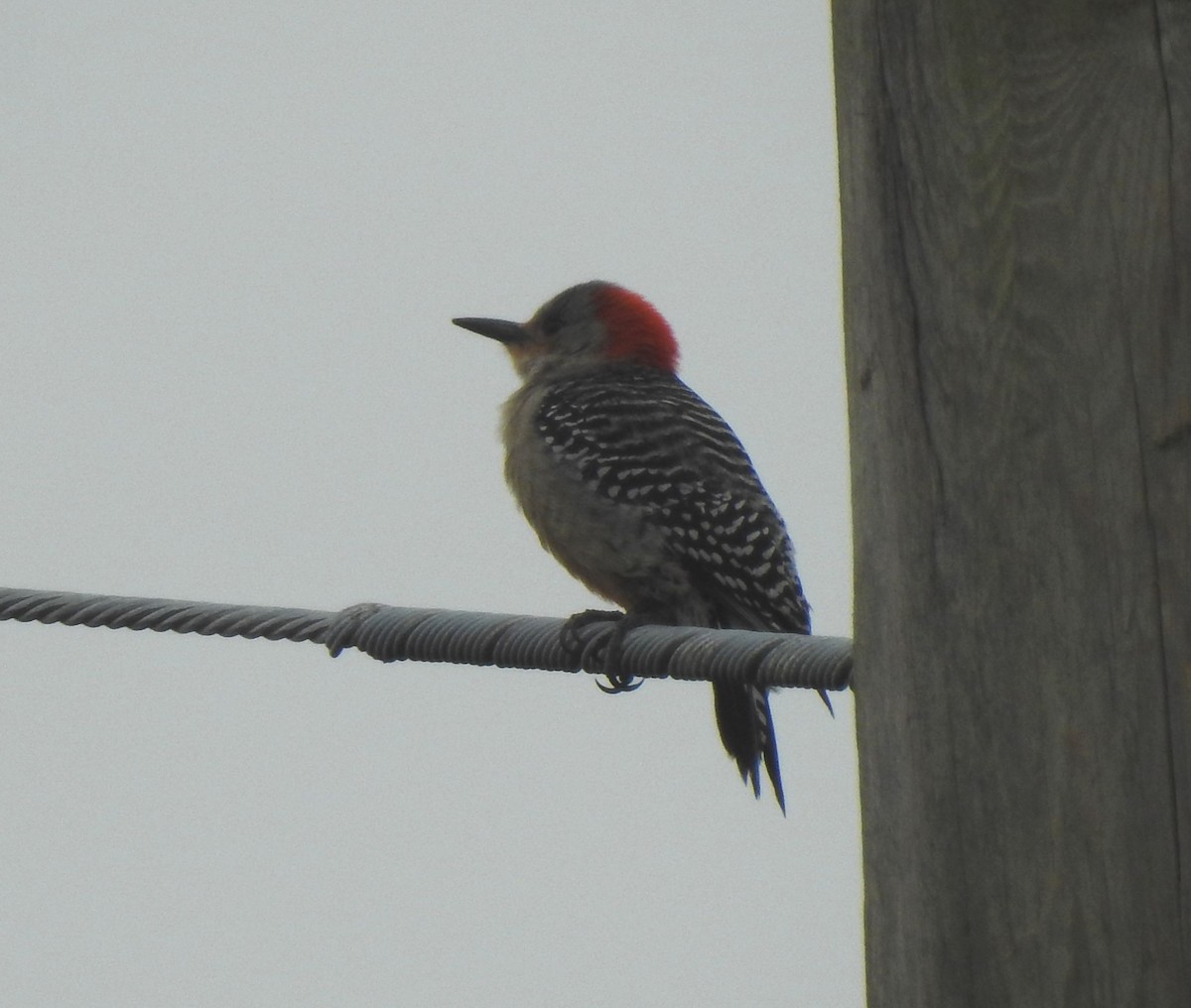 Red-bellied Woodpecker - ML146241071