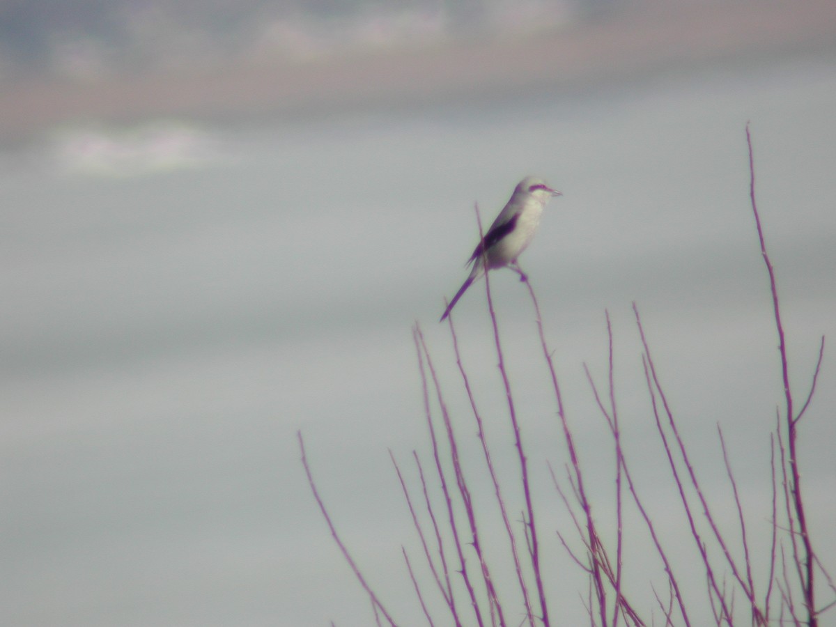 Northern Shrike - ML146242201