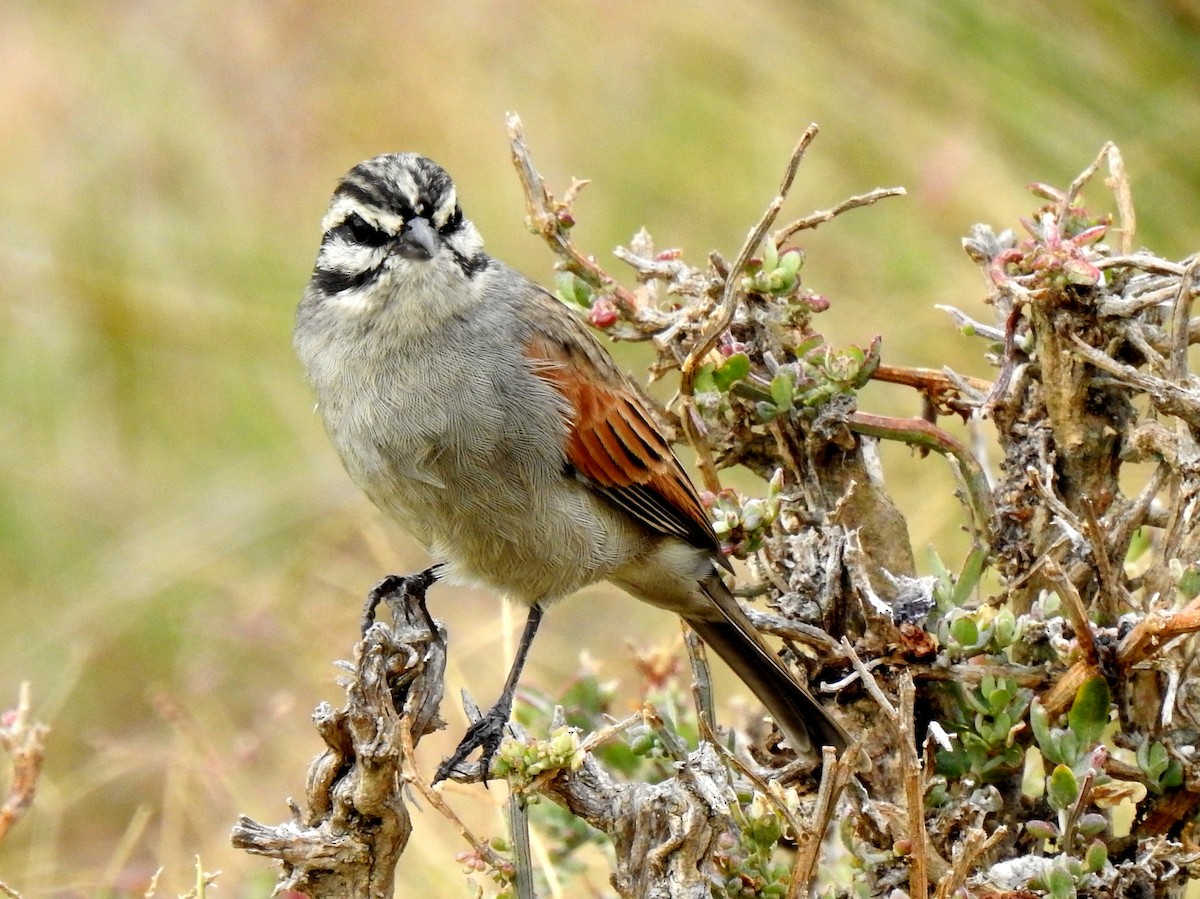 Cape Bunting - ML146242391