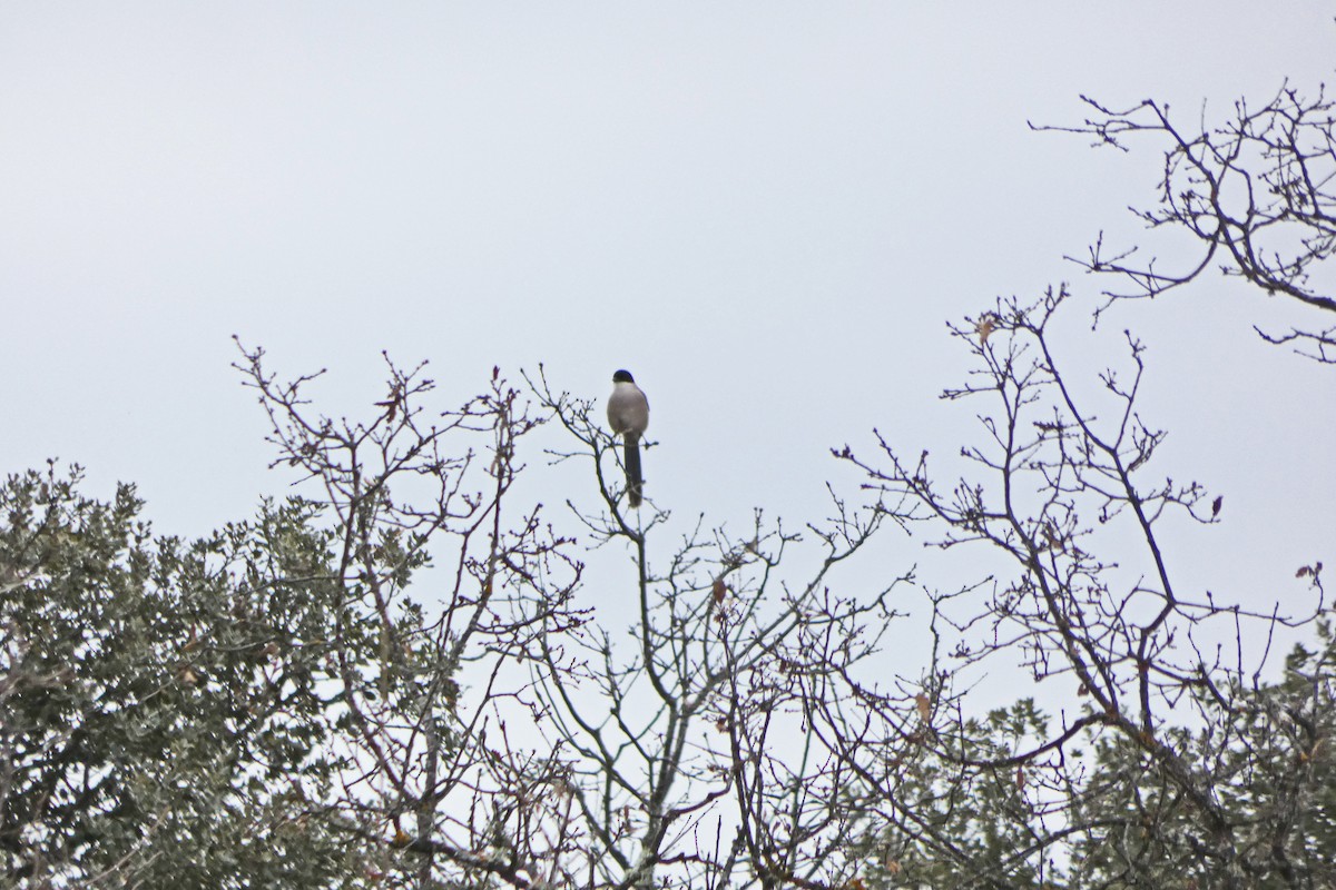 Iberian Magpie - ML146243431