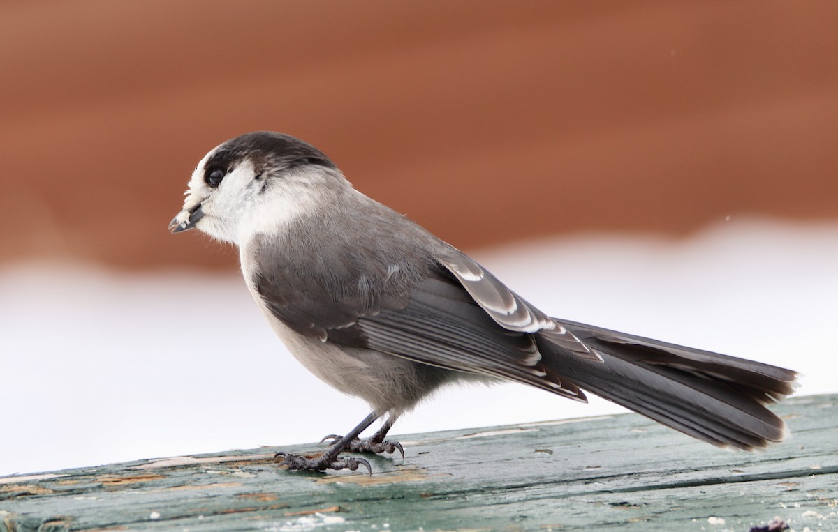 Canada Jay - ML146243571