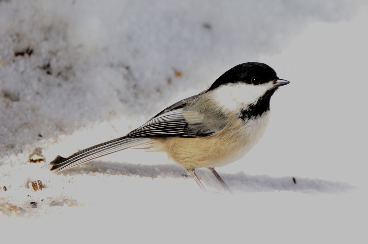 Black-capped Chickadee - ML146243671