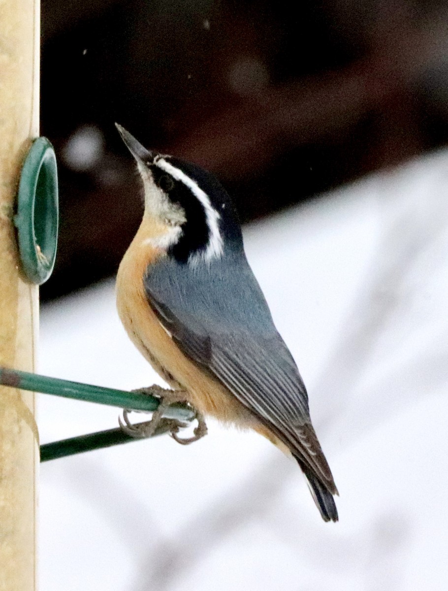 Red-breasted Nuthatch - ML146243941