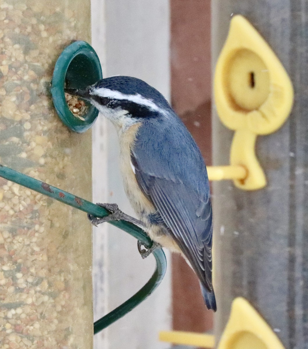 Red-breasted Nuthatch - ML146244001