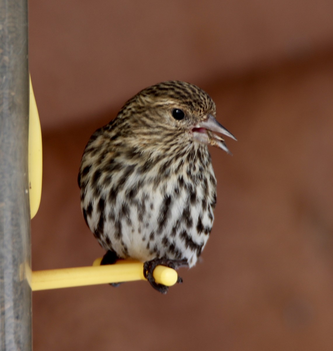 Pine Siskin - ML146244051