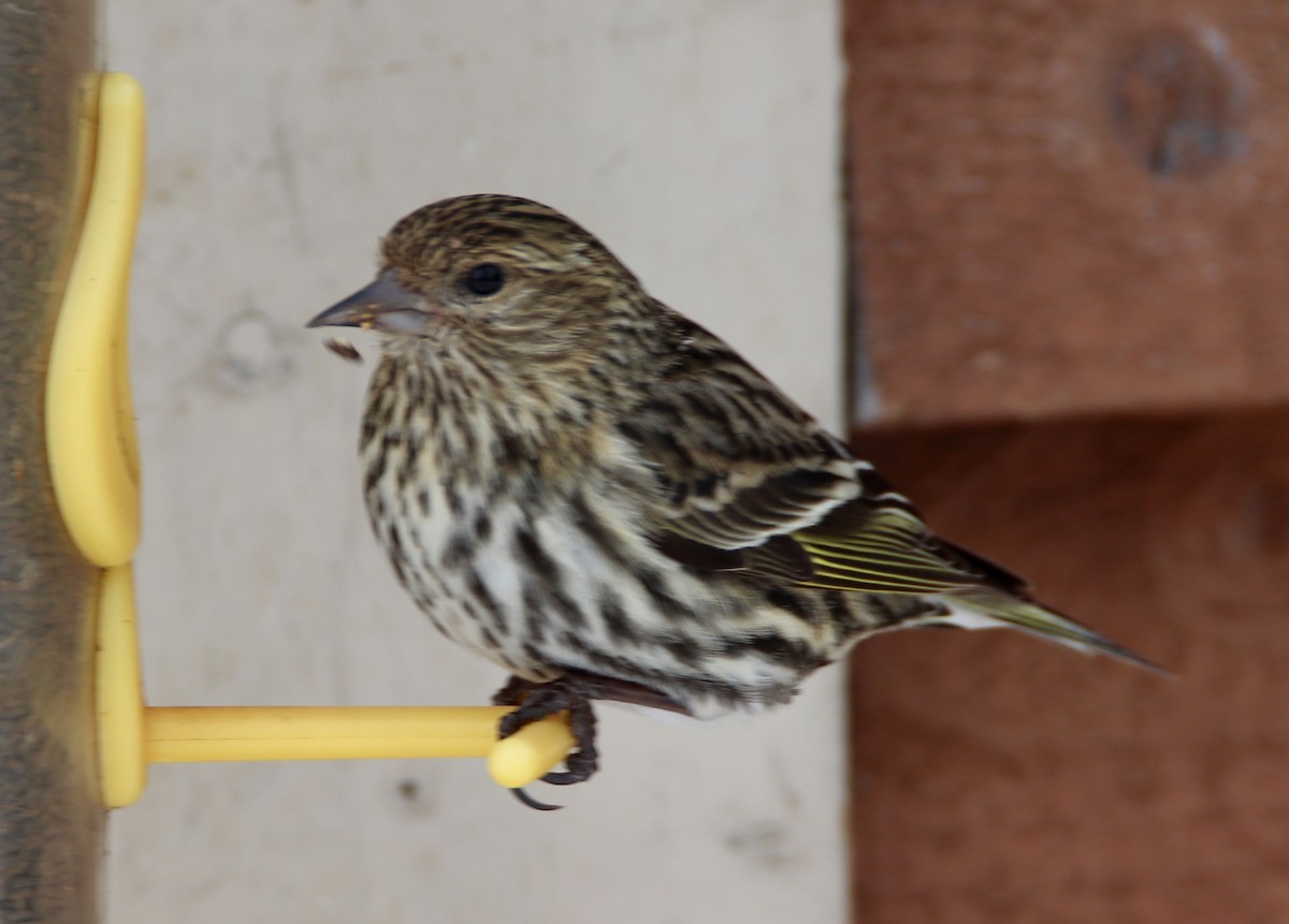 Pine Siskin - ML146244061