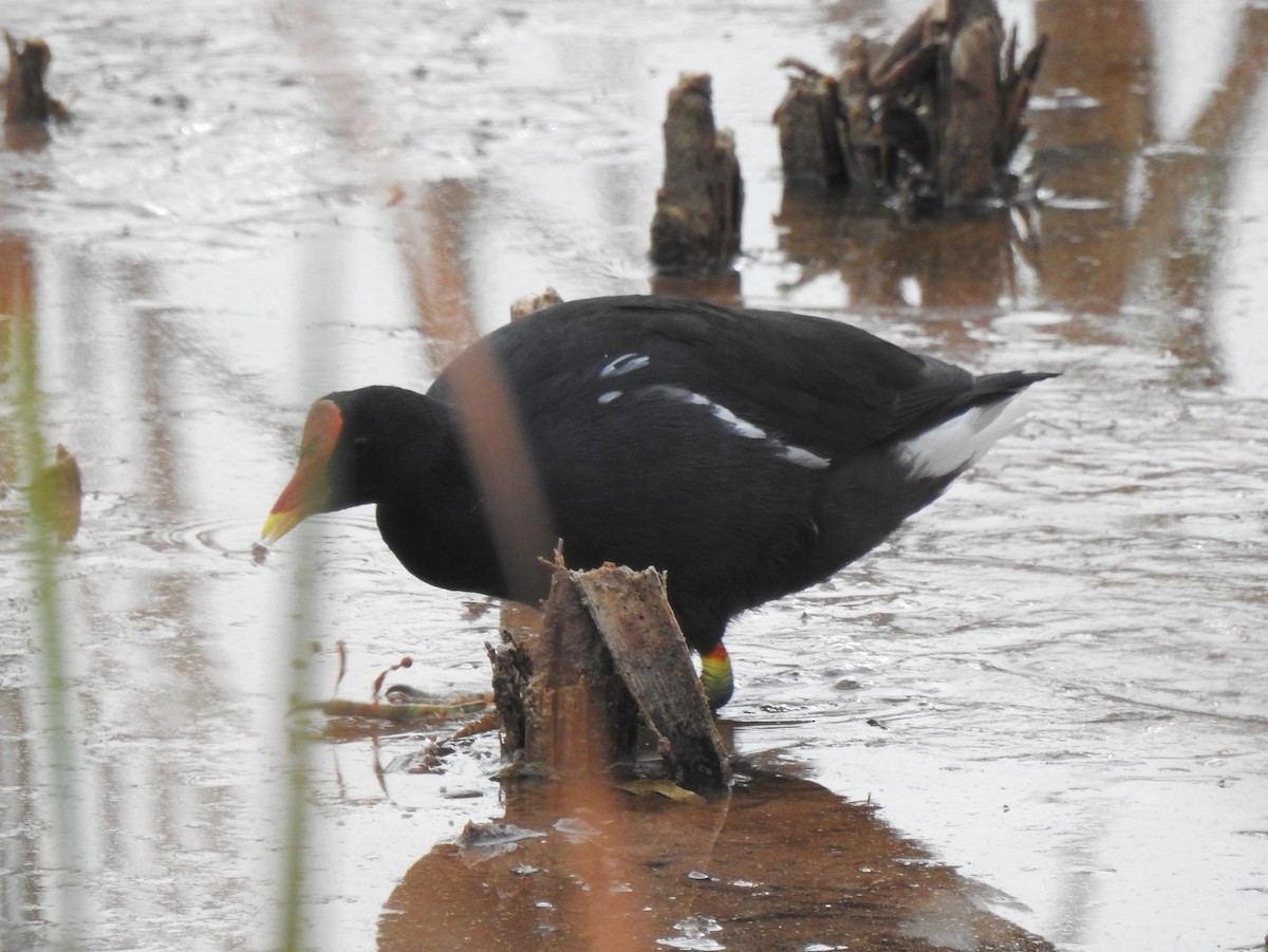 Gallinule poule-d'eau - ML146244191