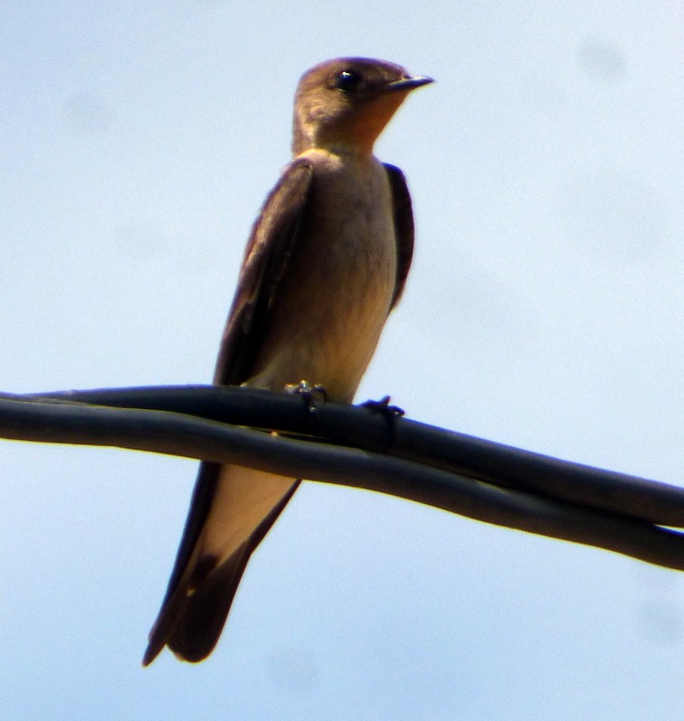 Southern Rough-winged Swallow - ML146245631