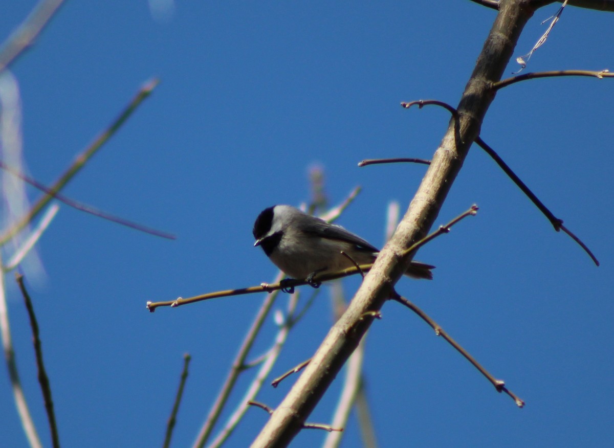 Mésange à tête noire - ML146246131