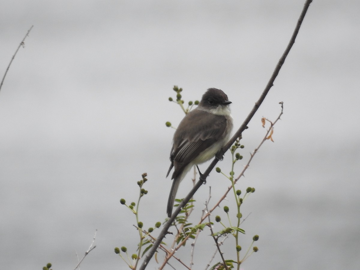 Eastern Phoebe - ML146246741