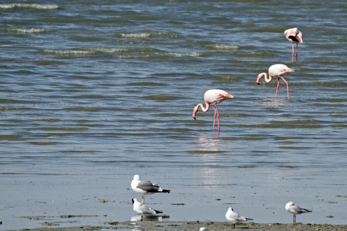 Greater Flamingo - ML146247261