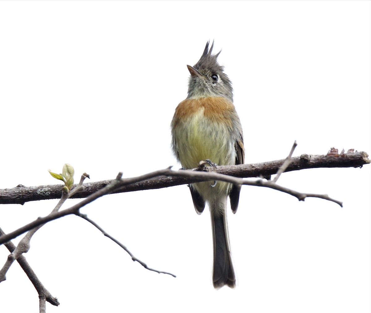 Belted Flycatcher - Josue  de León Lux (Birding Guide) josuedeleonlux@gmail.com +502 3068 8988