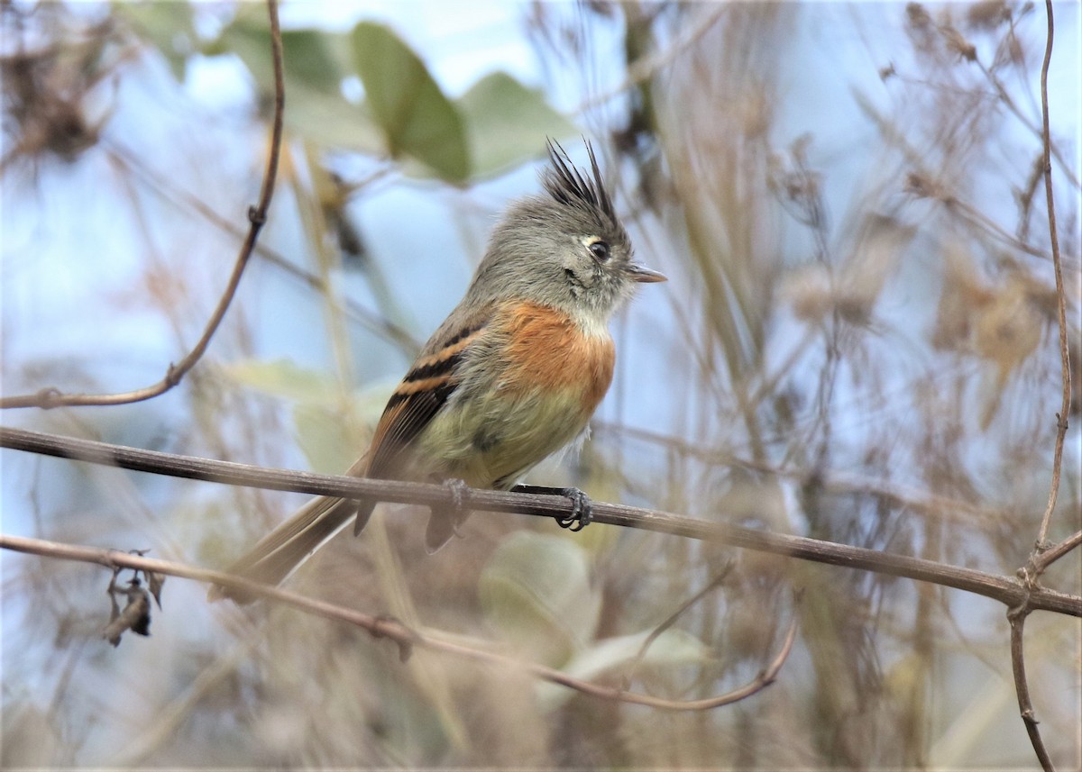 Belted Flycatcher - Josue  de León Lux (Birding Guide) josuedeleonlux@gmail.com +502 3068 8988