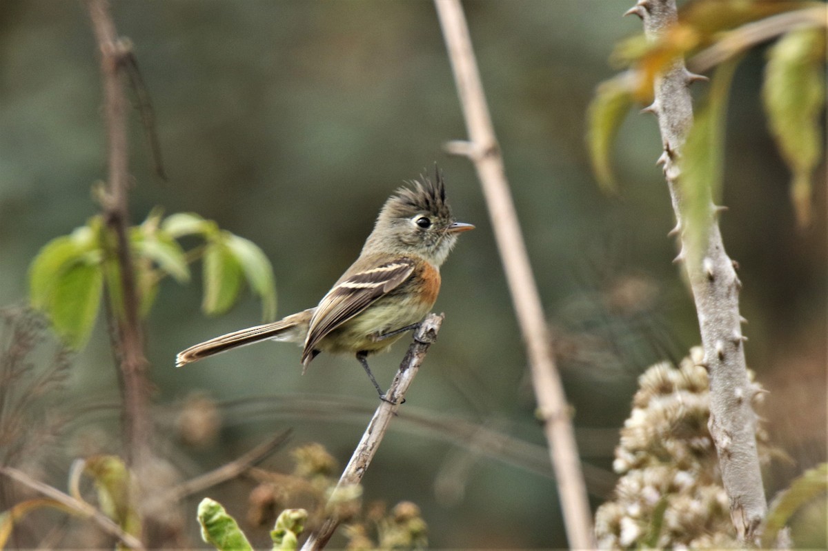 Belted Flycatcher - Josue  de León Lux (Birding Guide) josuedeleonlux@gmail.com +502 3068 8988